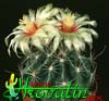 Hamatocactus setispinus- 