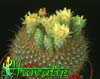 Brasilicactus graessneri- 