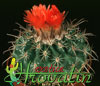 Parodia schwebsiana- 