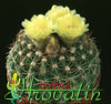 Notocactus ottonis v. Nigrispinus- 