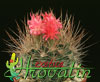 Neoporteria nidus v. Multicolor- 