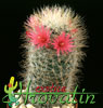 Mammillaria nazasensis v. roseiflora- 