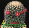 Mammillaria spinosissima v. albispina-Red Headed Irishman