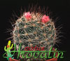 Mammillaria morcusiana hybrid- 