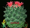 Mammillaria vagaspina hybrid (Helen)- 