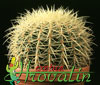 Echinocactus grusonii-Golden Barrel