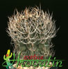 Astrophytum senile-Goat's Horns Cactus