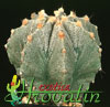 Astrophytum myriostigma v. strongylogonum-Bishop's Mitre, Bishop's Cap
