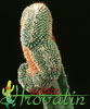 Mammillaria hahniana-Old Lady Cactus