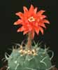 Submatucana madisoniorum- 