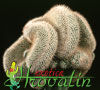 Mammillaria geminispina- 