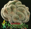 Mammillaria matudae- 