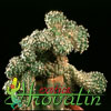 Copiapoa humilis- 