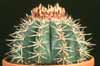 Melocactus bahiensis-Cabeca de Frade
