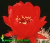 Acanthocalycium thionanthum v. variiflorum -  