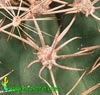 Acanthocalycium thionanthum v. variiflorum -  