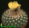 Parodia cardenasii- 
