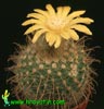 Parodia riojensis- 