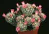 Mammillaria laui v. dasyacantha-Mammillaria dasyacantha
