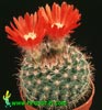 Parodia sanguiniflora- 