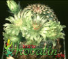 Echinocereus viridiflorus- 