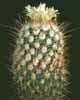 Echinofossulocactus phyllacanthus- 