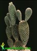 Opuntia microdasys v. albispina-Bunny Ears, Polka Dot Cactus