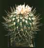 Echinofossulocactus zacatecasensis-Wave Cactus, Brain Cactus