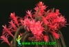 Aporocactus flagelliformis - Rat's Tail Cactus