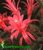 Aporocactus flagelliformis - Rat's Tail Cactus