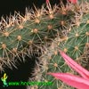 Aporocactus flagelliformis - Rat's Tail Cactus