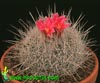 Echinomastus macdowellii- 
