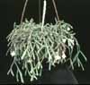 Rhipsalis pilocarpa- 