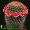 Mammillaria auricoma v. spinosissima- 