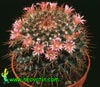 Mammillaria pettersonii- 