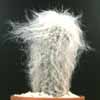 Cephalocereus senilis-Old man cactus