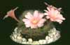 Rebutia narvaecensis- 