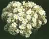 Mammillaria schiedeana- 
