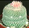 Epithelantha micromeris v. roseiflora-Button Cactus