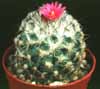Gymnocactus viereckii- 