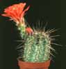 Echinocereus triglochidiatus v. melanacanthus-Claret Cup Cactus, Spineless Hedgehog Cact.