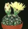 Gymnocalycium andreae v. doppianum- 