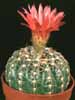 Notocactus uebelmannianus- 