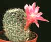 Sulcorebutia crispata- 