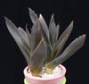 Aloe sp.-