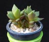 Anacampseros telephiastrum-