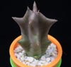 Caralluma lutea-yellow carrion flower