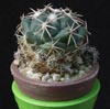 Coryphantha bumamma-