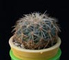 Coryphantha laui-