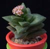 Crassula Spring time cv.-